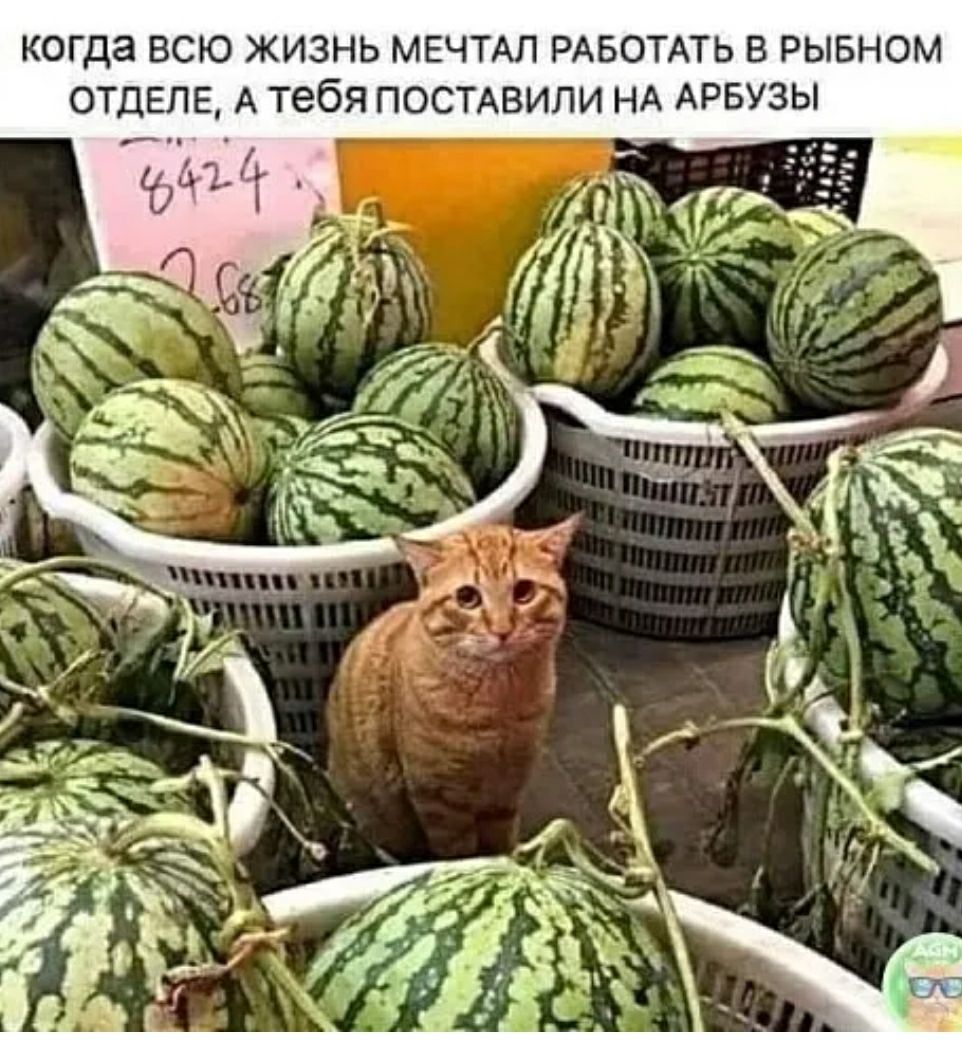 когда ВСЮ ЖИЗНЬ МЕЧТАЛ РАБОТАТЬ В РЫБНОМ ОТДЕЛЕ А тебя ПОСТАВИЛИ НА АРБУЗЫ