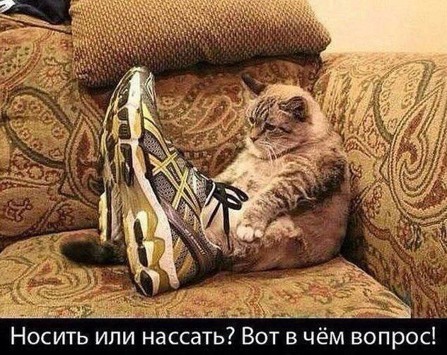 Носить или нассать Вот в ч м вопрос