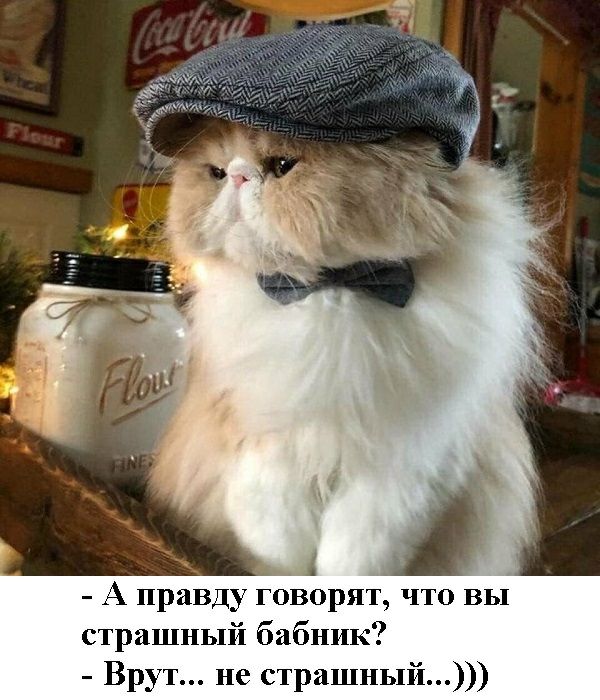1 А правду говорят что вы страшный бабник Брут не страшный