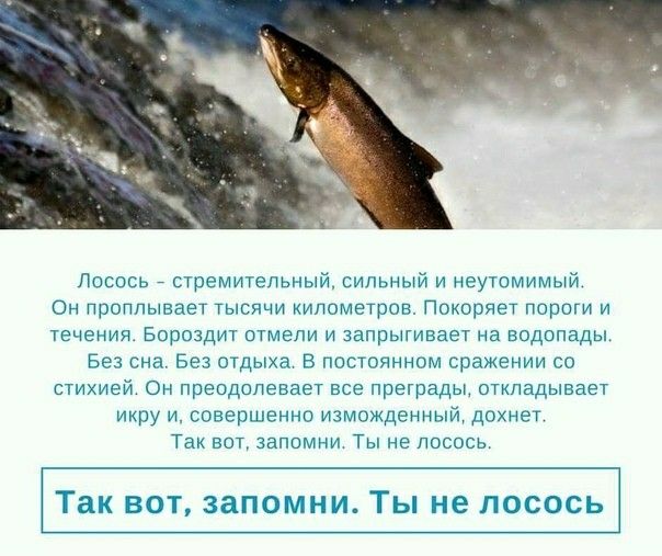 Лосось стремительный сильный и неутомимый Он проплывает тысячи километров покоряет пороги и течения Бороздит отмели и запрыгивает на водопады Без сна Без отдыха В постоянном сражении со стихией Он преодолевает все преграды откладывает икру и совершенно измосденны71 дохнет Так вот запомни Ты не лосось Так вот запомни Ты не лосось