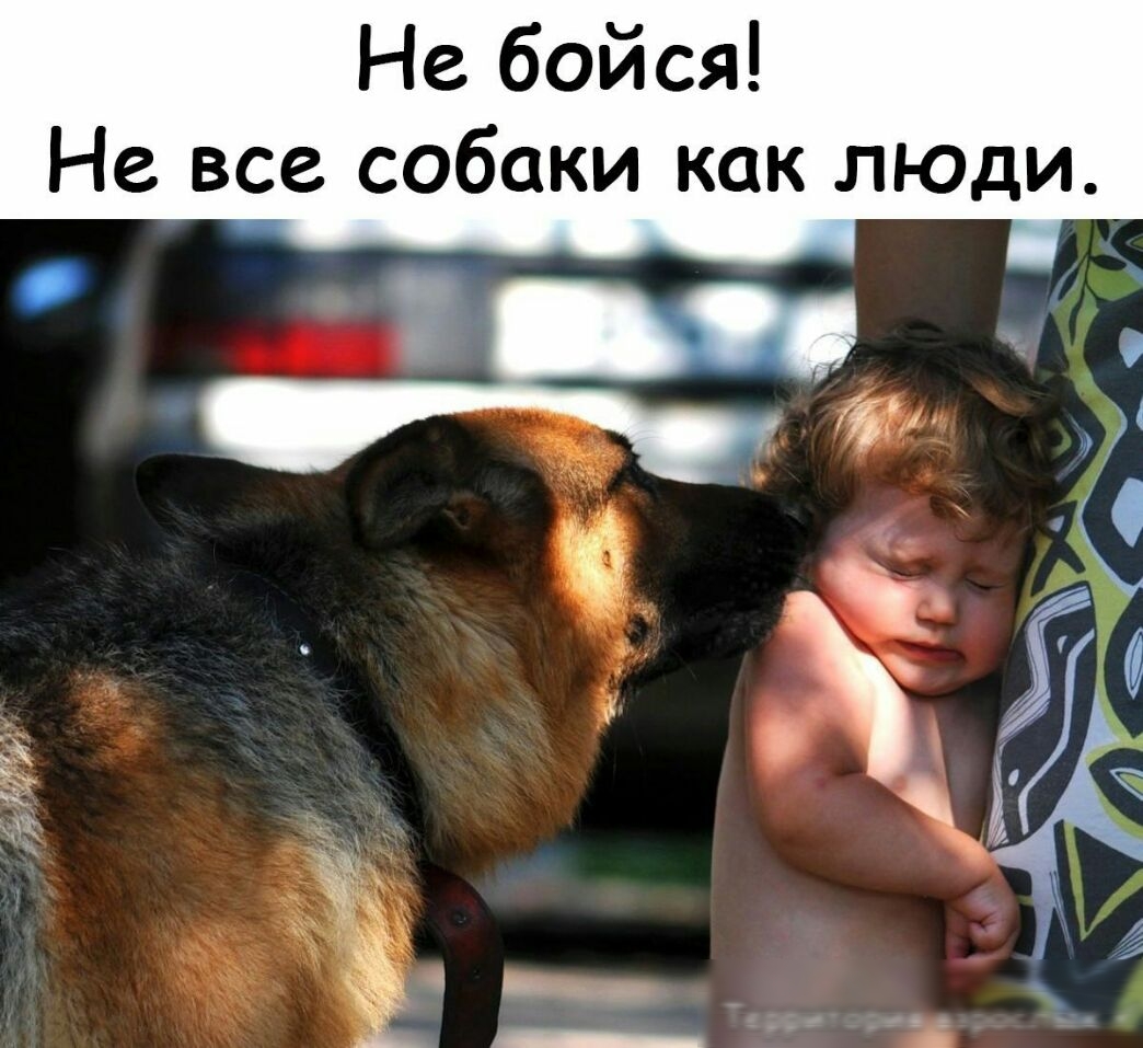 Не бойся Не все собаки как ЛЮДИ