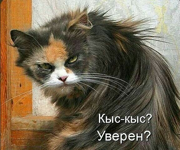 Кыс Кыс Уверен