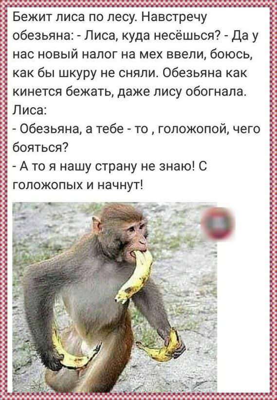 Беит пиЬа по Несу Навстрёчу Ё обезьяна Лиса куда несёшься Да у нас новый налог на мех ввели боюсь как бы шкуру не сняли обезьяна как кинется бежать даже лису обогнала Лиса Обезьяна а тебе то гопожопой чего бояться А то я нашу страну не знаю С гопожопых и начнут