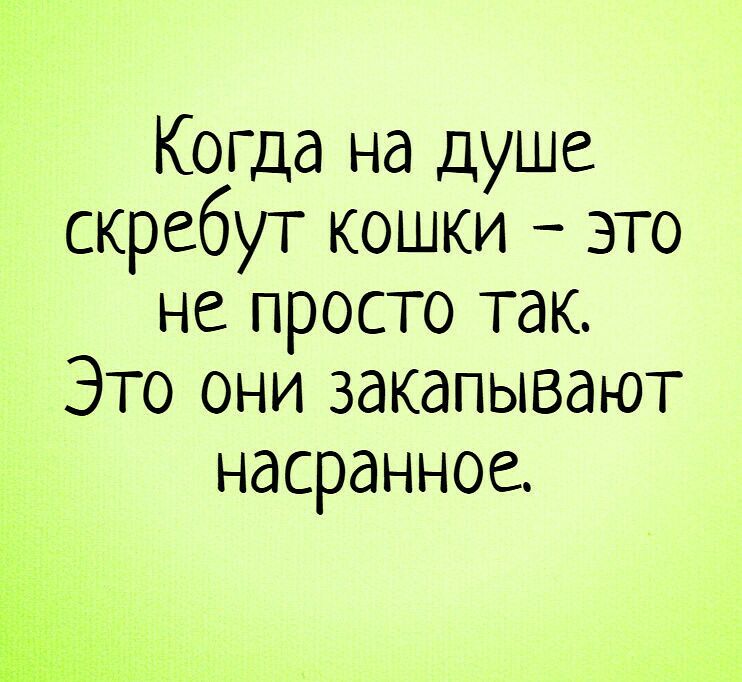 Коша на душе скребут кошки это не просто так Это они закапывают насранное