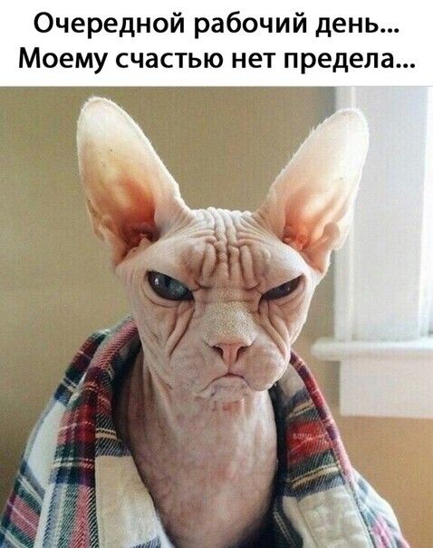 Очередной рабочий день Моему счастью нет предела