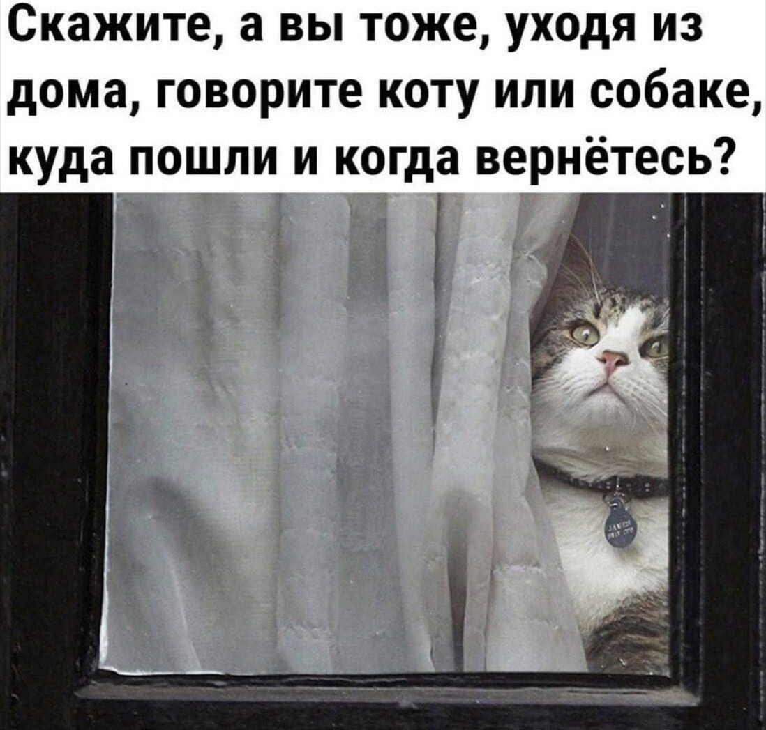 Скажите а вы тоже уходя из дома говорите коту или собаке куда пошли и когда вернётесь