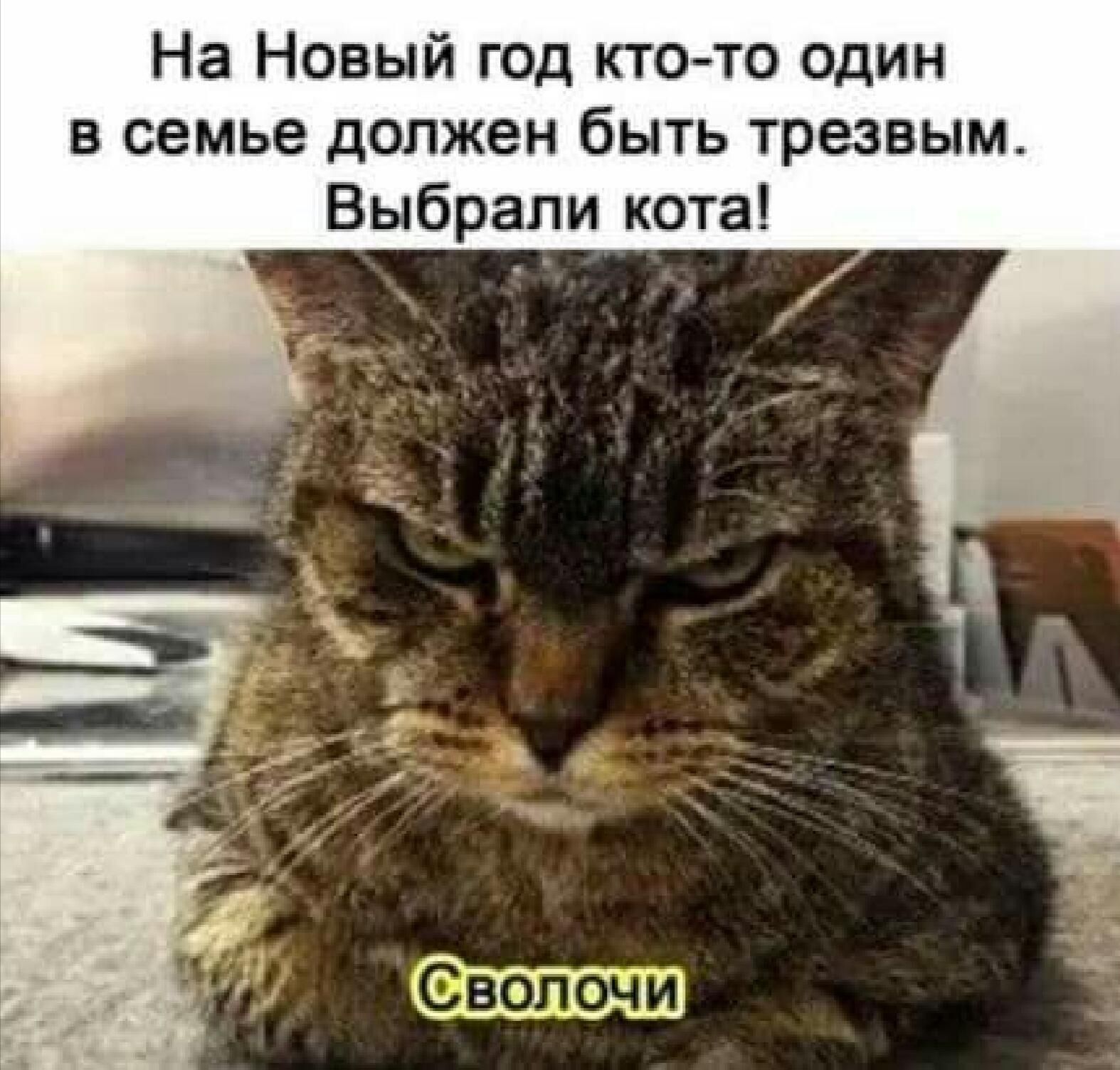 На Новый гад ктп то один в семье должен быть трезвым Выбрали кота