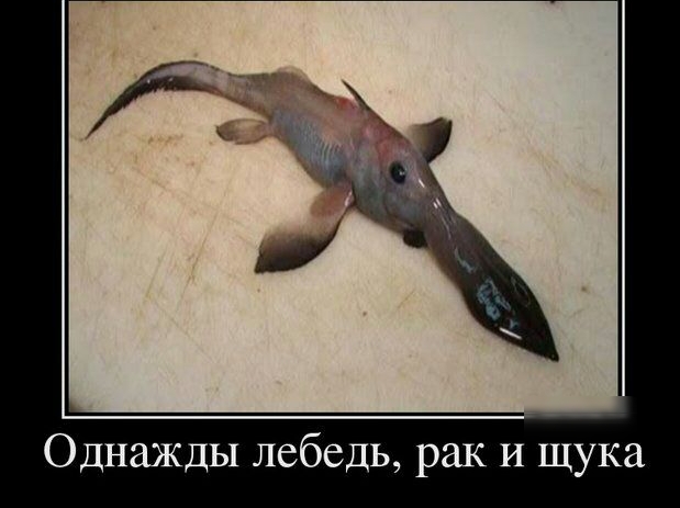 Однажды лебедь рак и щука
