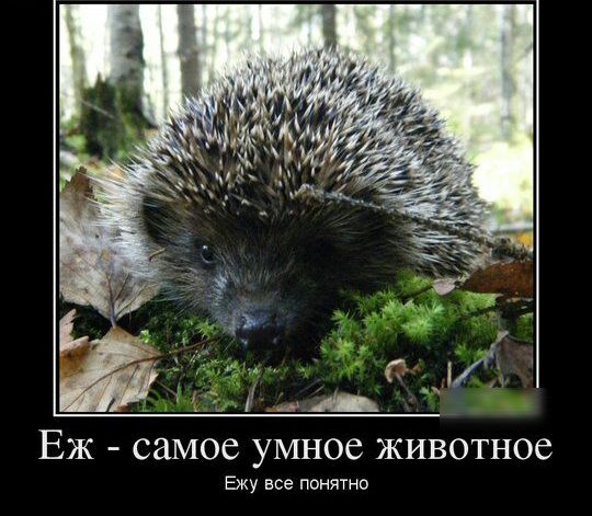 Еж самое умное животное Ежу все понятно