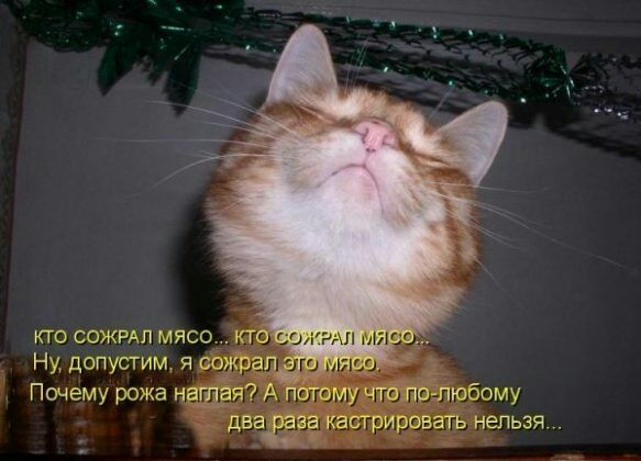 Ну допустим я об Почему рожа