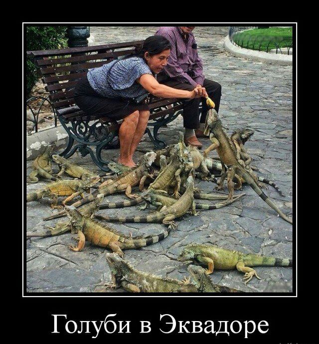 Голуби в Эквадоре _