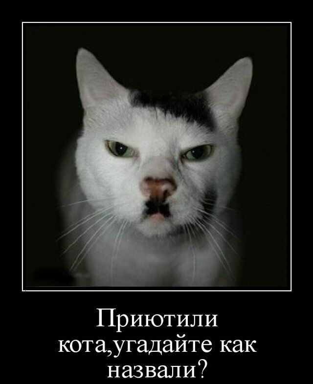 Приютили котаугадайте как назвали