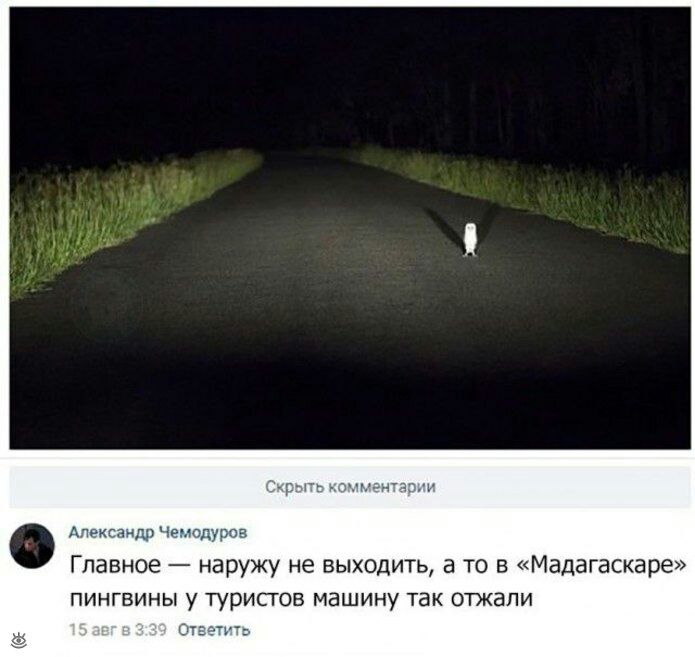 Александр Чемодурсв Главное наружу не выходить а то в Мадагаскаре пингвины у туристов машину так отжапи
