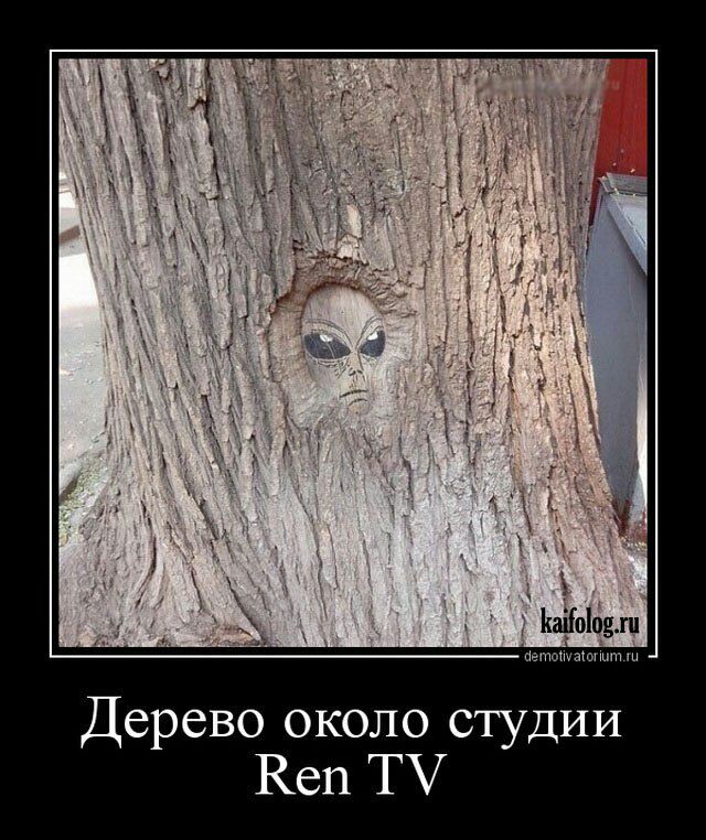КаАіЫошп панк Дерево около студии Кен ТУ