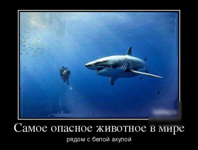 Самое опасное ЖИВОТНОС В мире рядом с белой акупой