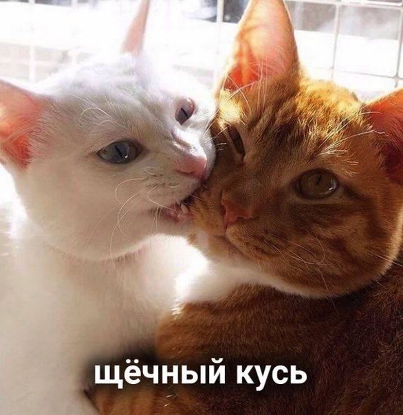щёчный кусь