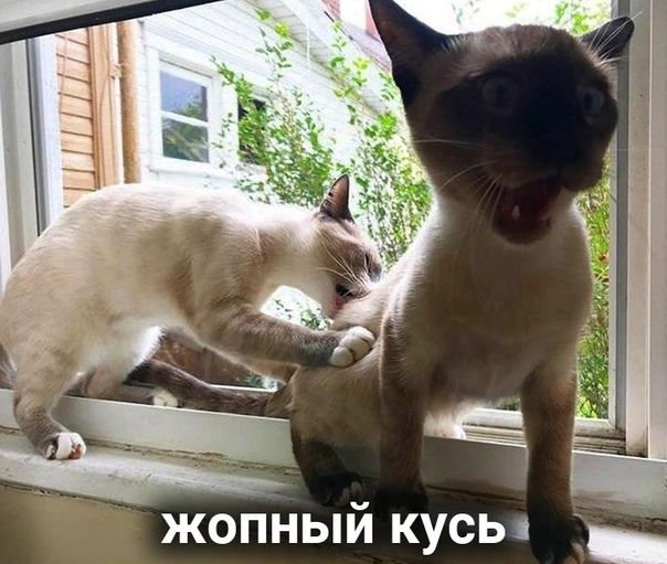 жопНый кусь