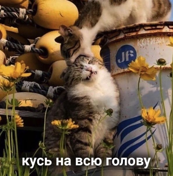 КУСЬ на ВСЮ ГОЛОВУ ЯК