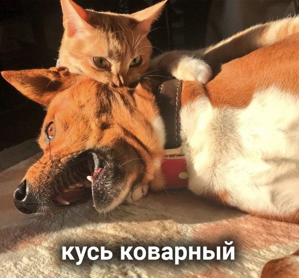 кусь коварныи _ _