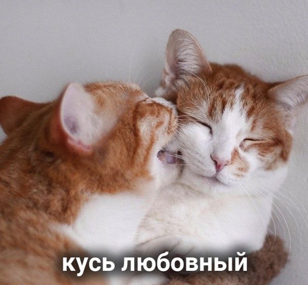 кусь любовный