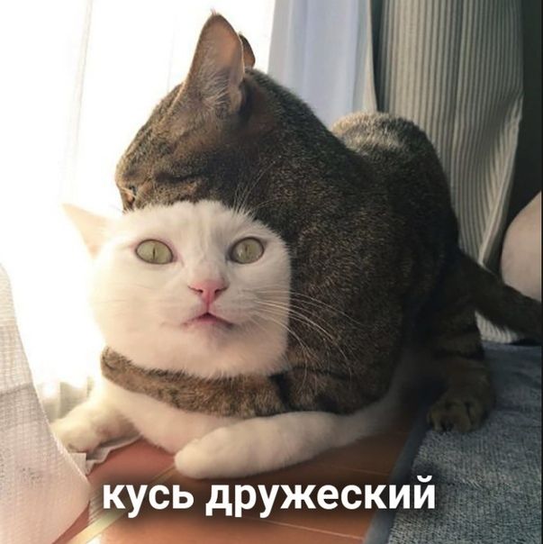 кусь дружеский А
