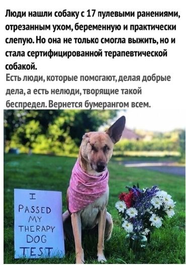 Люди нашли абаку 17 нулевыми ранениями огреааииым ухомберемеииую и практически слепую Но опа не только смогла вьвккгь но и стала сертифицироиииай терапевтичккой собакой Епьлюди птпрые помогаюъделая добрые дела а есть нелюди творящие акой бесп едыеиется 6 таиюм всем