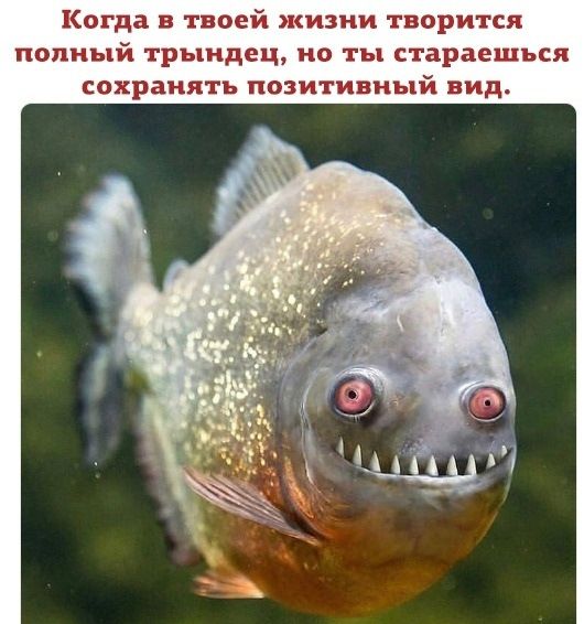 Когда в твоей жизни творится попный трыидец но ты стараешься сохранять позитивный вид