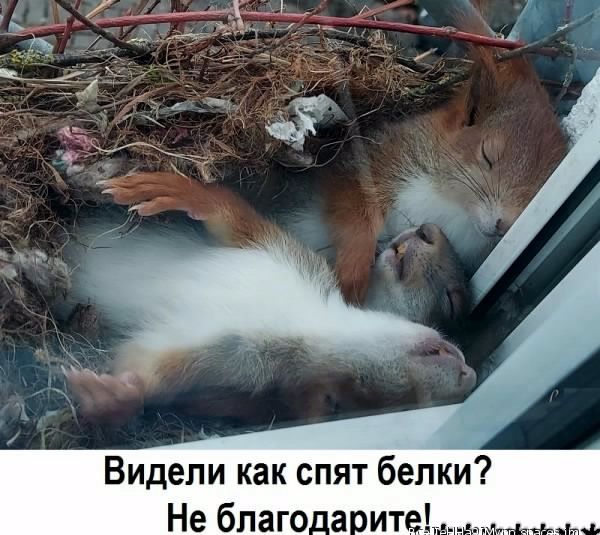 Видели как спят белки Не благо а ит