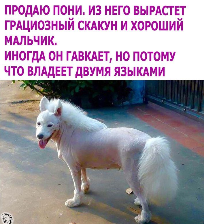 ПРОДАЮ пони из него вырдствт ГРАЦИОЗНЫЙ скдкун и хороший МАЛЬЧИК иногдА он ГАВКАЕТ но потому что ВЛАДЕЕТ двумя языкдми