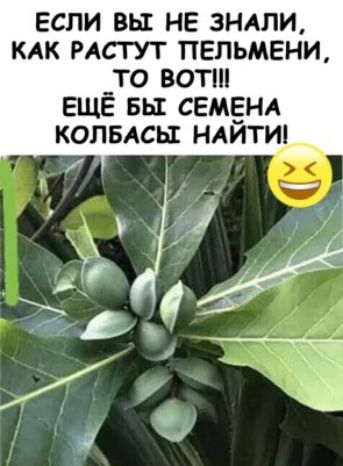 если вы не зндли кдк нсгут пельмени _то вот ЕЩЕ вы семёнд колвдсы итти_