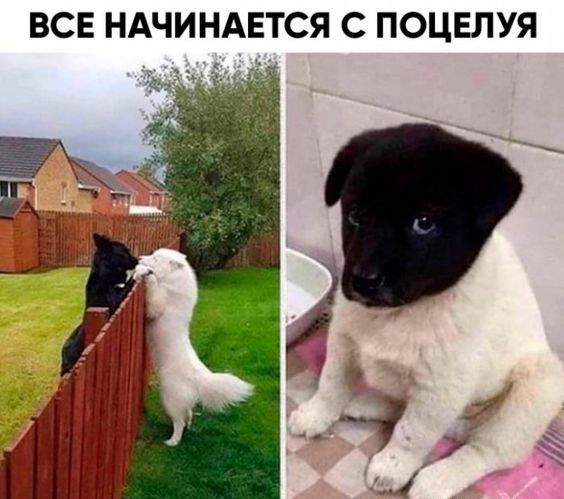 ВСЕ НАЧИНАЕТСЯ С ПОЦЕЛУЯ