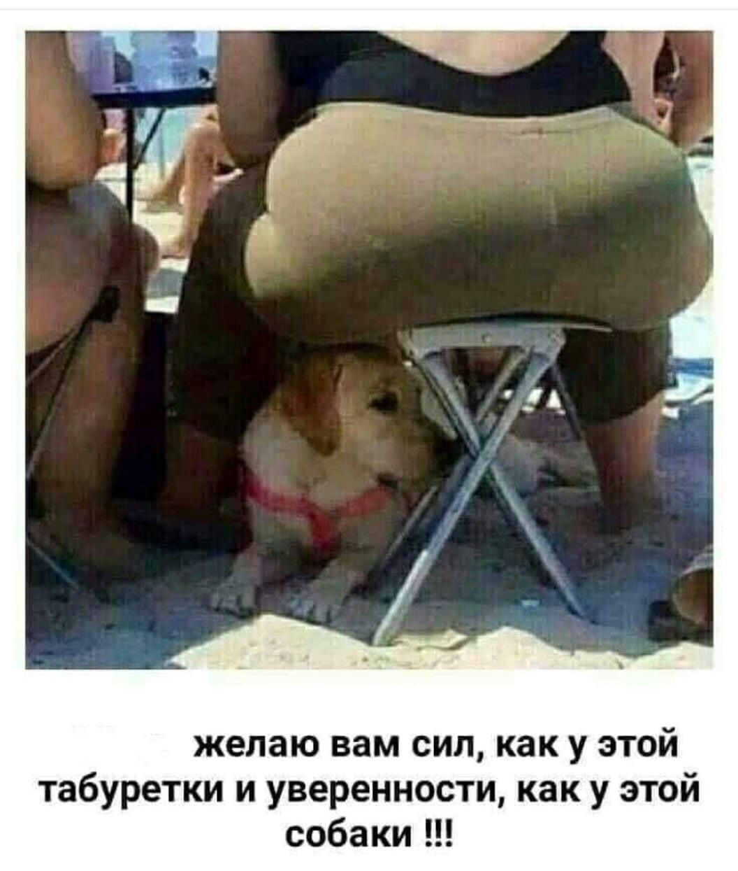 желаю вам сил как у этой табуретки и уверенности как у этой собаки