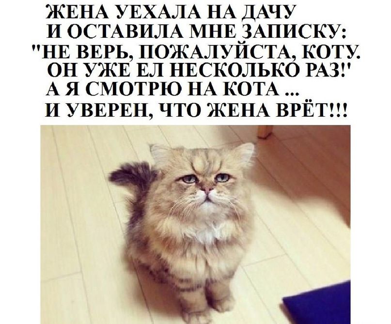 ЖЕНА УЕХАЛА НА ДАЧУ И ОСТАВИЛА МНЕцЗАПИСКУ НЕ ВЕРЬ ПОЖАЛУИСТА КОТУ ОН УЖЕ ЕЛ НЕСКОЛЬКО РАЗ А Я СМОТРЮ НА КОТА И УВЕРЕН ЧТО ЖЕНА ВРЁТ