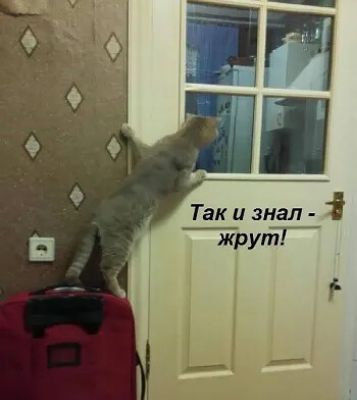 Так и знал жрут