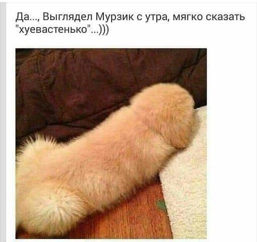 Да Выглядел Мурзик с утра мягко сказать хуевастенько
