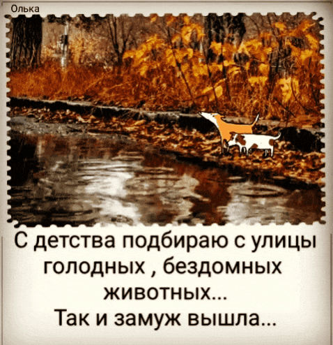 С детства подбираю с улицы голодных бездомных животных Так и замуж вышла