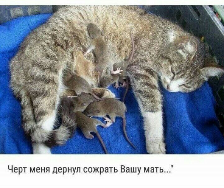 Черт меня дернул сожрать Вашу мать