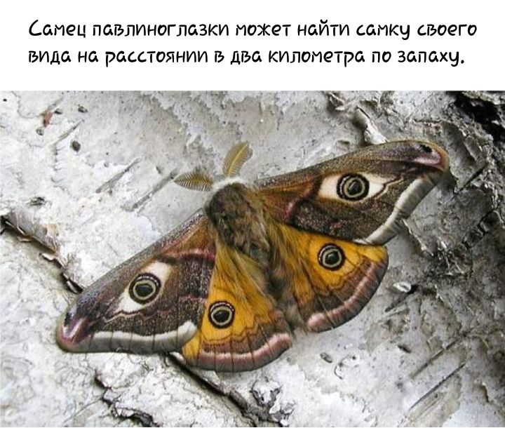 отец ПСБЛИНОГЛСЗКИ ИОЖЁТ НОЙТИ ССМКЧ СВОЕГО вида на РСССТОЯНИИ З 11136 КИЛОИЭТРС ПО запаху