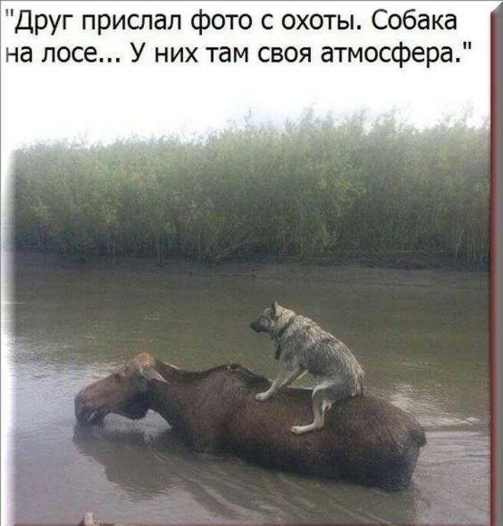 Друг прислал фото с охоты Собака на лосе У них там своя атмосфера