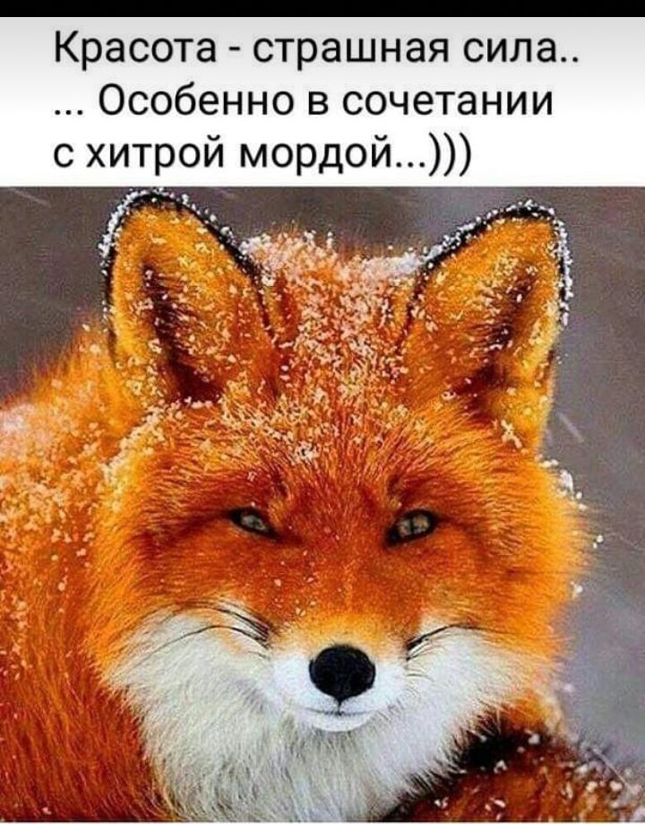 Красота страшная сила Особенно в сочетании с хитрой мордой