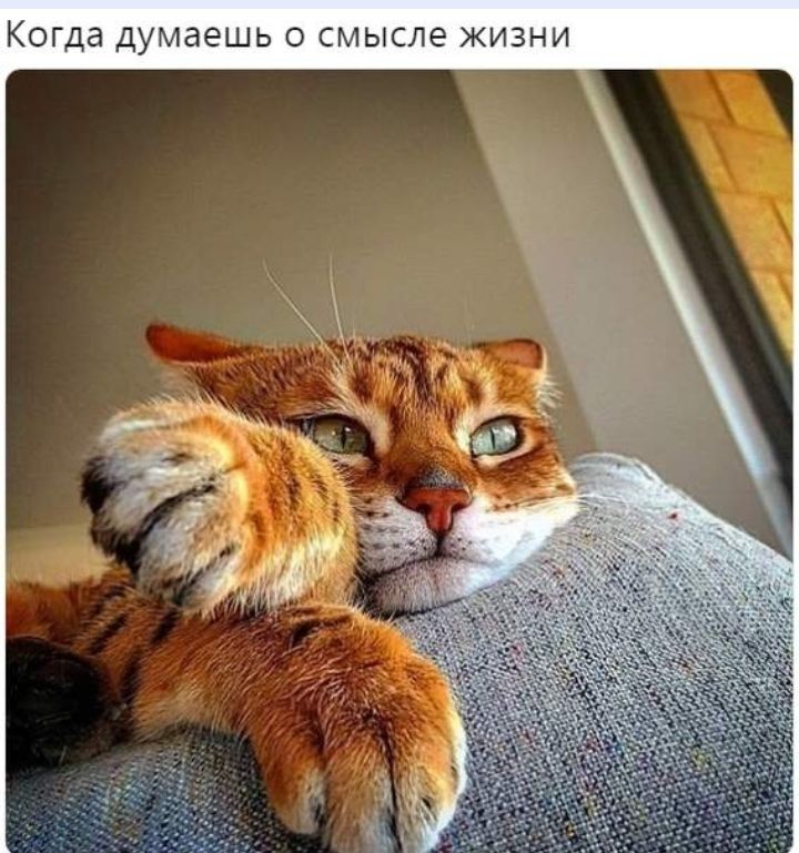 Когда думаешь о смысле жизни