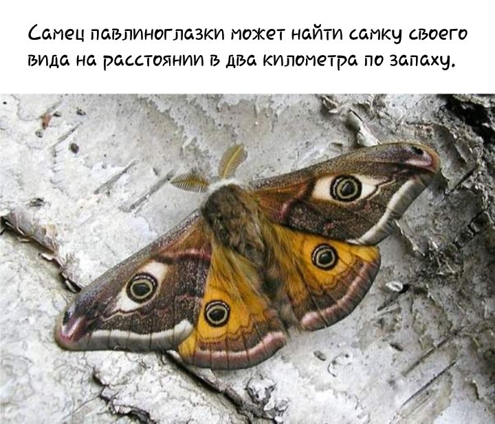 СОИОЦ ПСБЛИНОГЛСЗКИ ИОЖЁТ НСЙТИ СОИКЧ СБООГО вида на РСССТОЯНИИ З 11136 КИЛОИОТРС ПО запаху