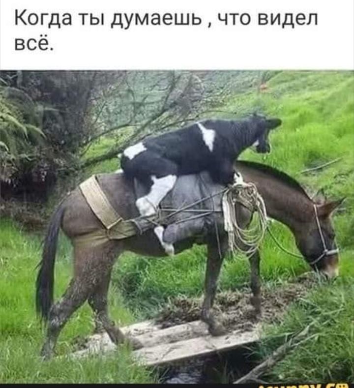 ЧТО видел Ь ш 9 8 М у д Ы Т Э Ш 0 К