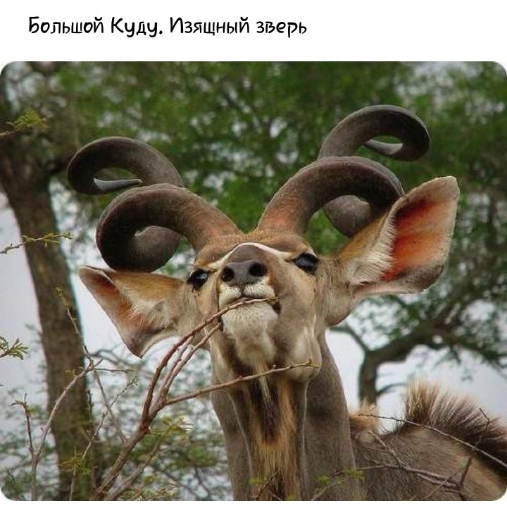 Большой Кулу Изящный зверь