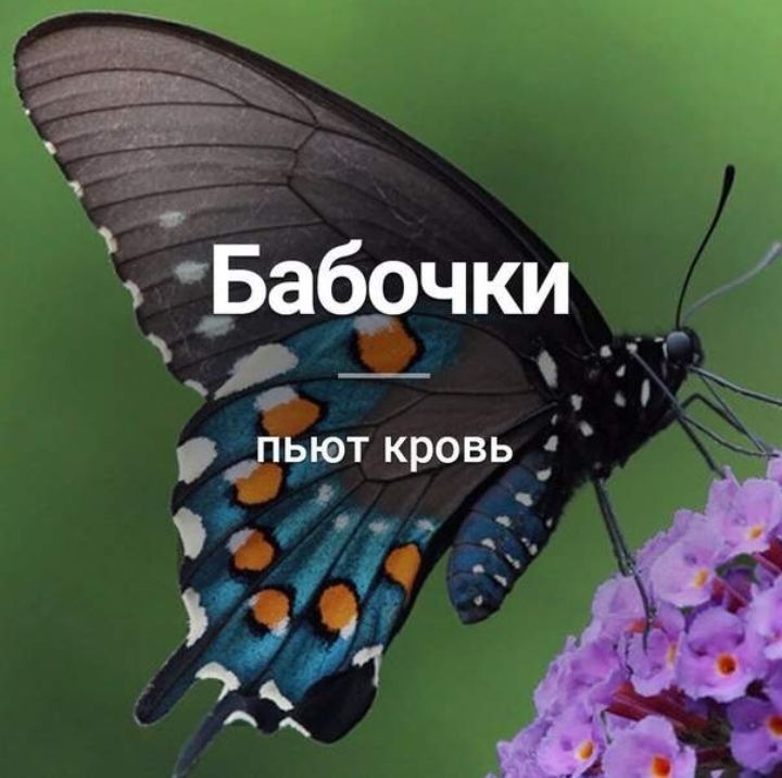 1 Бабочки Э 711 _ют кровь