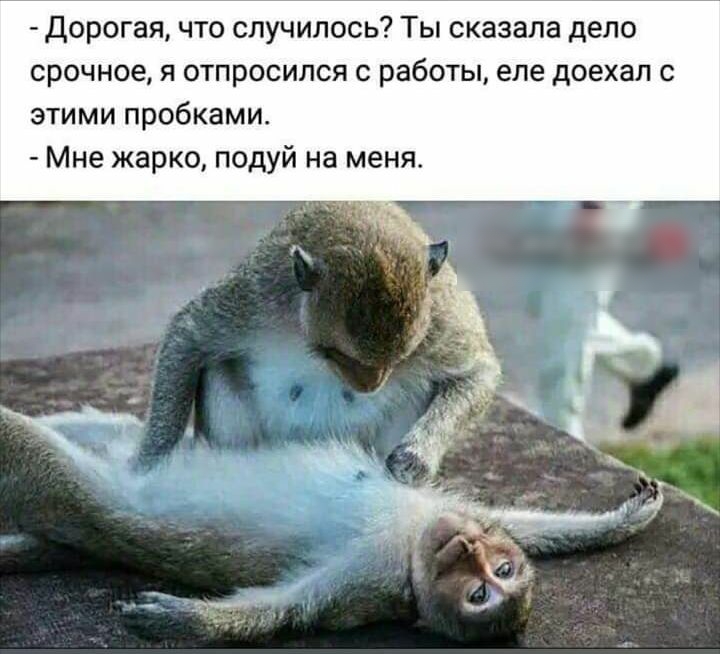 дорогая что случилось Ты сказала дело срочное я отпросился с работы еле доехал с этими пробками Мне жарко подуй на меня
