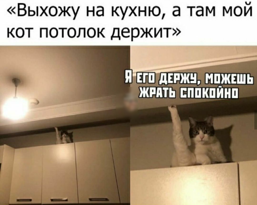 Выхожу на кухню а там мой КОТ ПОТОЛОК ДЕРЖИТ л _ я ЕП дЕРЖН мцжншь жппть ппкпинп