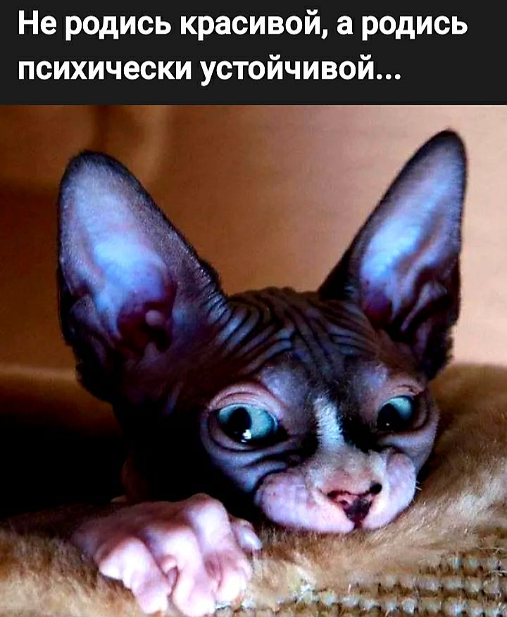 Не родись красивой а родись психически устойчивой