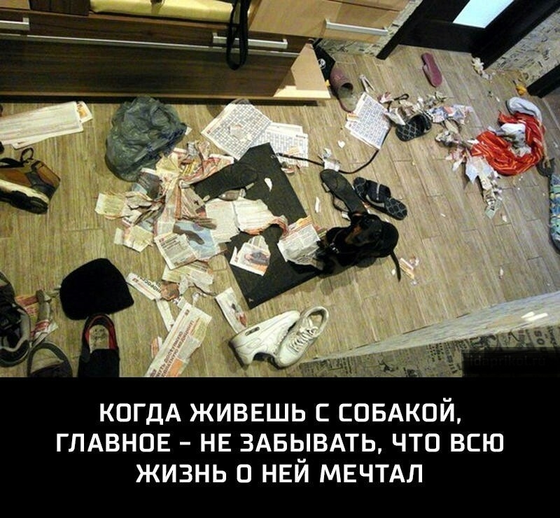 КОГДА ЖИВЕШЬ С СОБАКОЙ ГЛАВНОЕ НЕ ЗАБЧіВАТЬ ЧТО ВСЮ ЖИЗНЬ В НЕИ МЕЧТАЛ