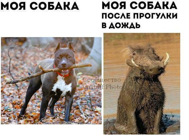 МОЯ СОБАКА МОЯ СОБАКА ПОСАЕ ПРОГУАКИ В АОЖАЬ
